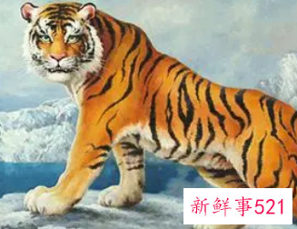 属虎2022年烂桃花