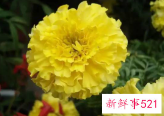 康乃馨的象征和花语