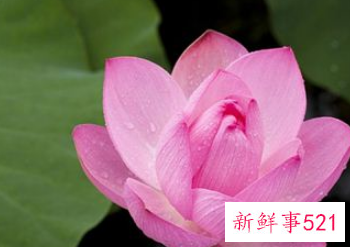 梦到荷花周公解梦