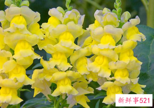 什么花适合9到10月播种