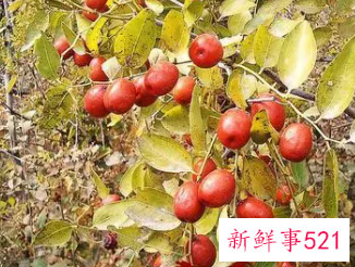 梦见下雪摘枣是什么意思