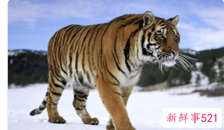 为什么不能找属虎的男人