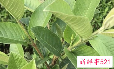 石榴叶泡水的功效与作用