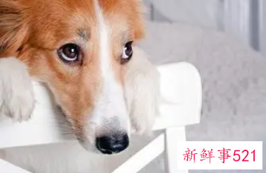 狗放在家里什么位置旺财