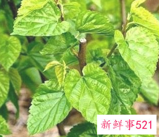 冬桑叶有什么用处