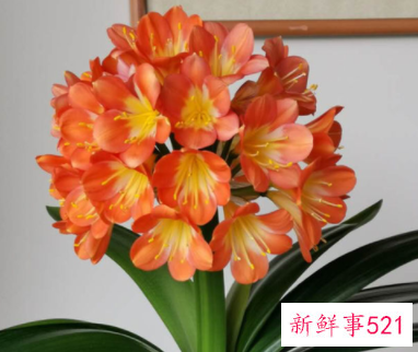 君子兰叶子发黄怎么办