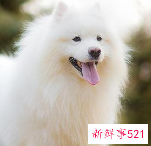 萨摩耶一生认几个主人