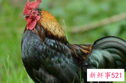 属鸡的吉祥数字