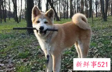 狗放在家里什么位置旺财