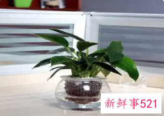 金钻花为什么能辟邪