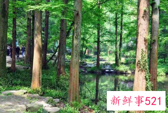 梦见绿树的寓意