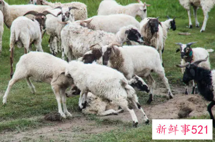 羊的精神是什么