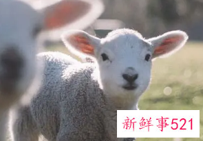 2023年属羊的人运势如何