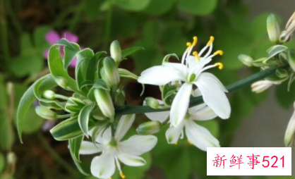 冬季在室内养什么花好