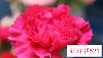 康乃馨的象征和花语