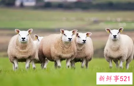 羊的精神是什么