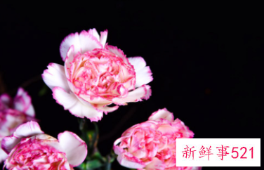 康乃馨的象征和花语