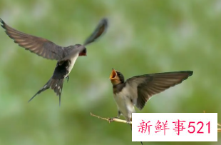 梦见燕子飞到自己身上