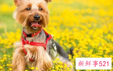 狗放在家里什么位置旺财