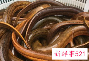 黄鳝有什么营养和功效