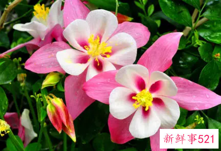 12星座女生肯为爱牺牲什么