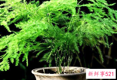 冬天文竹怎么养才能更旺盛