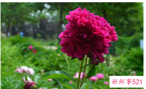 什么花适合9到10月播种