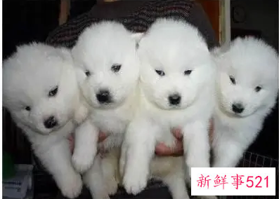 梦见好多狗崽子