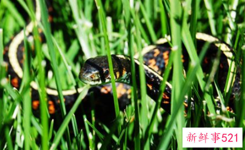 中年女人梦见蛇是什么意思