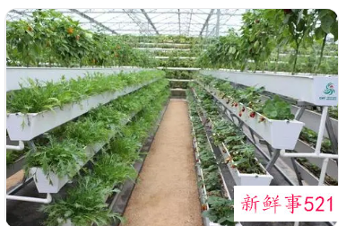 蔬菜的发展现状和前景