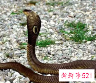 梦见活蛇是什么意思