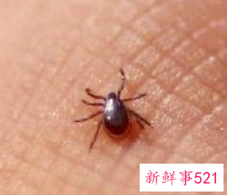 家里有蜱虫怎么办