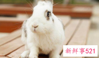 吸金聚财的宠物名字