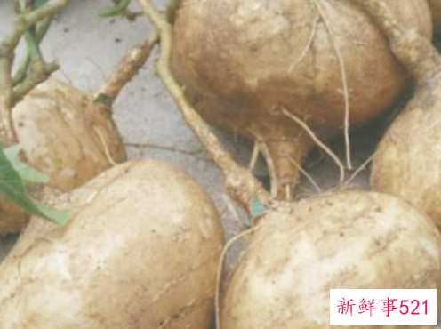 豆薯的养护知识