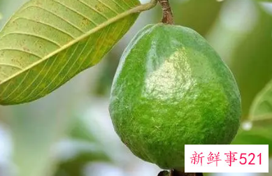 石榴叶泡水的功效与作用