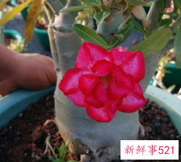 沙漠玫瑰用什么土栽培