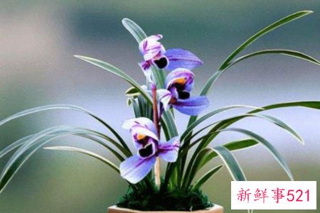 兰花秋天可以换盆吗