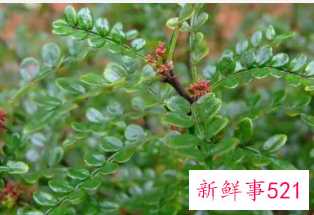 用植物驱赶蚊虫有驱蚊虫效果的植物