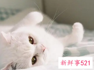 梦见动物死亡代表什么