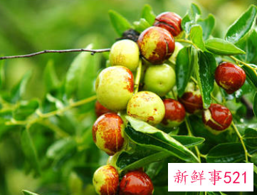 梦见下雪摘枣是什么意思