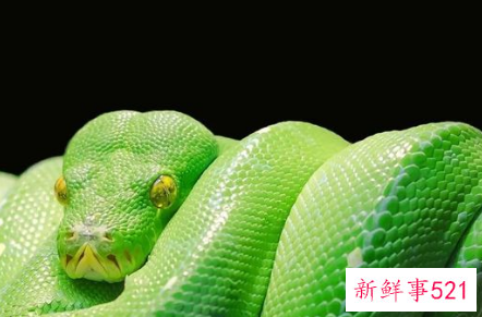 女人晚上做梦梦到蛇是什么意思