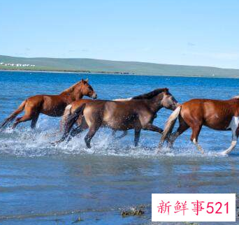 属马的桃花运势