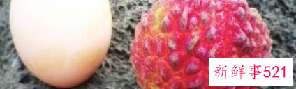 荔枝王和荔枝的区别，那里的好吃