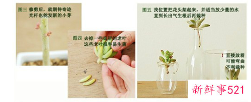 多肉烂根了怎么办