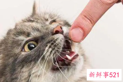 梦见小猫咬手什么意思