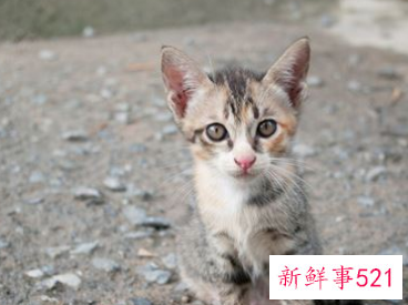 梦见猫吃鱼的含义