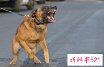 孕妇做梦被狗咬的预兆