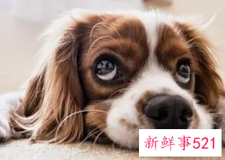 梦见动物死亡代表什么