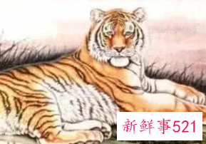 属虎1974女人今年命运