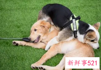 梦见和狗亲嘴是什么意思